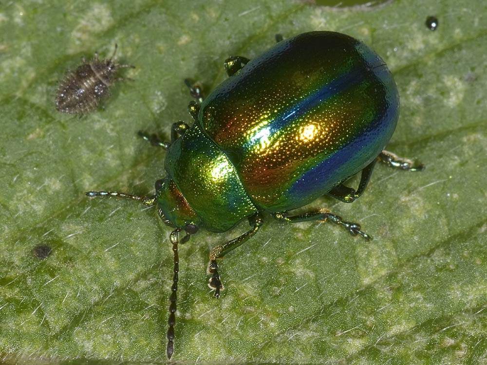 Chrysolina fastuosa